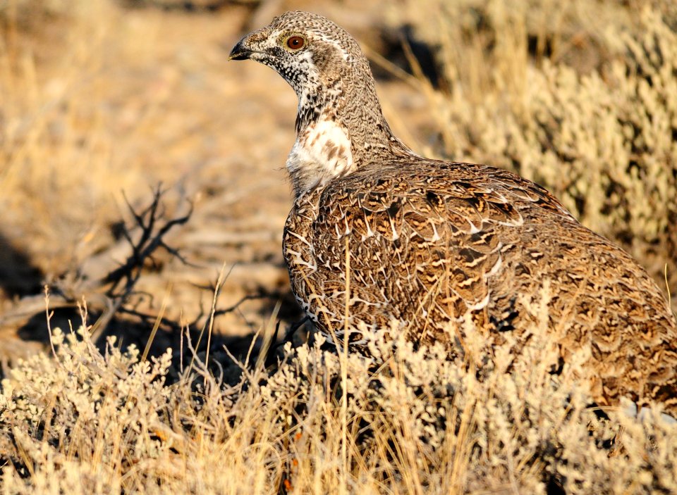 Greater sage-grouse at Seedskadee National Wildlife Refuge