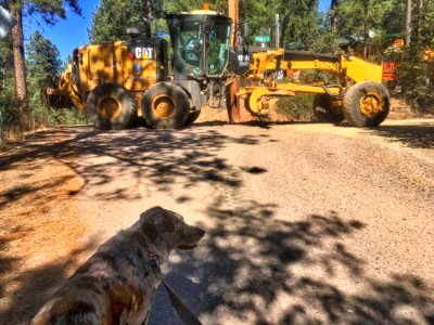 Don't Mess With That Big Cat