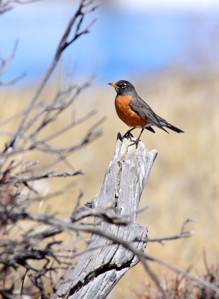 American robin at Seedskadee National Wildlife Refuge