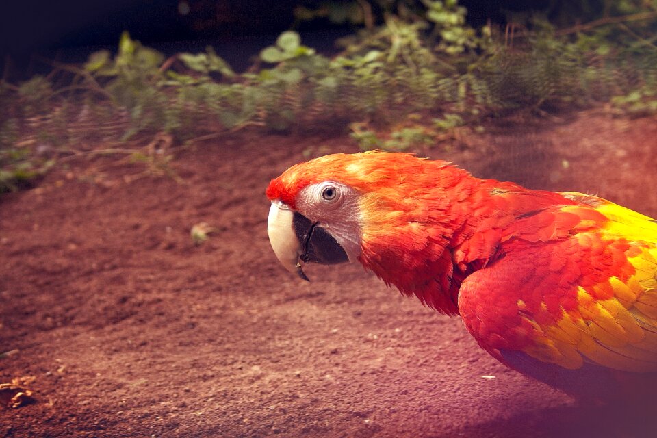 Tropical animal wildlife