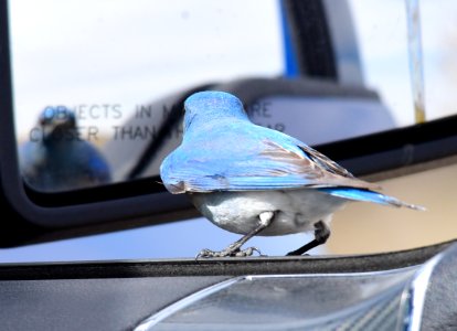 Mountain bluebird at Seedskadee National Wildlife Refuge