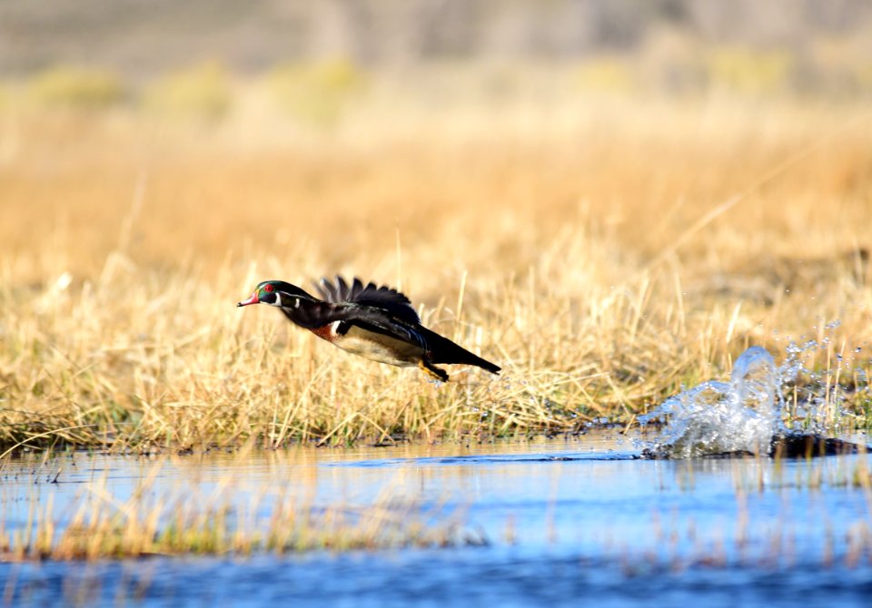 Wood duck at Seedskadee National Wildlife Refuge