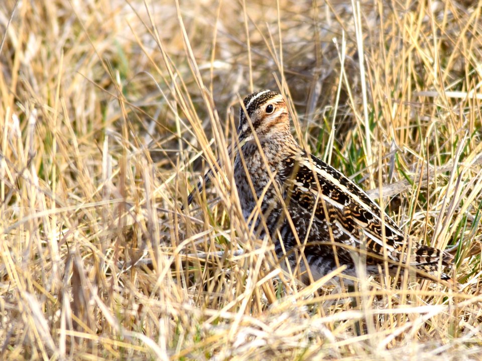 Wilson's snipe at Seedskadee National Wildlife Refuge