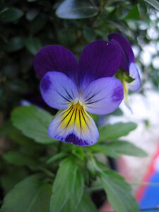 Bloom garden flowers photo