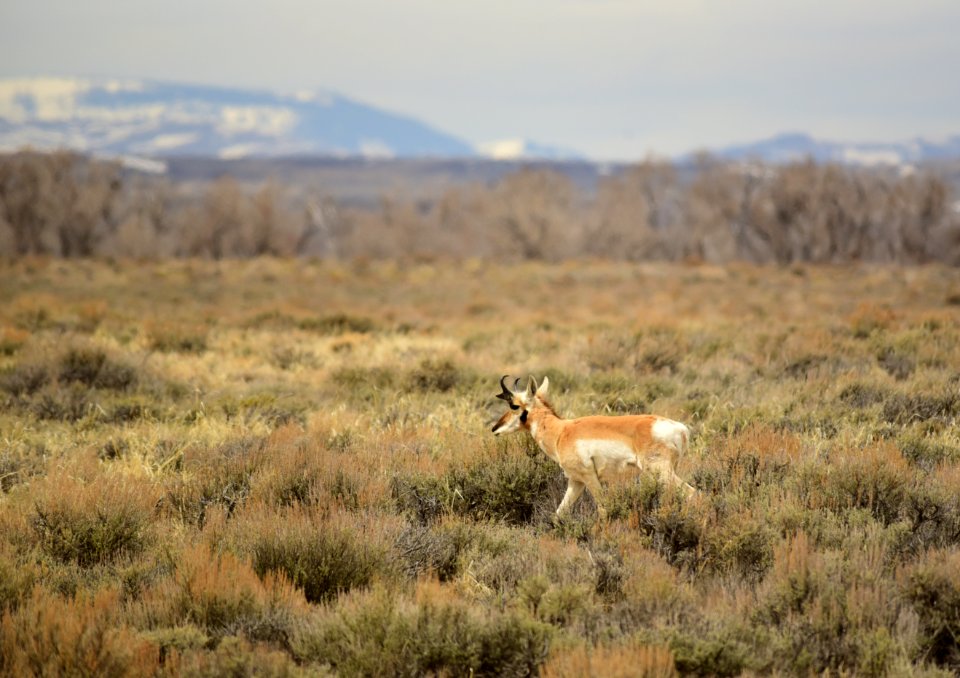 Pronghorn at Seedskadee National Wildlife Refuge