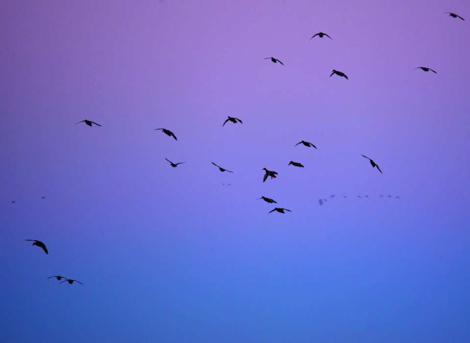 Twilight Mallards