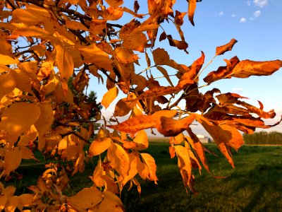 Seasonal Signal