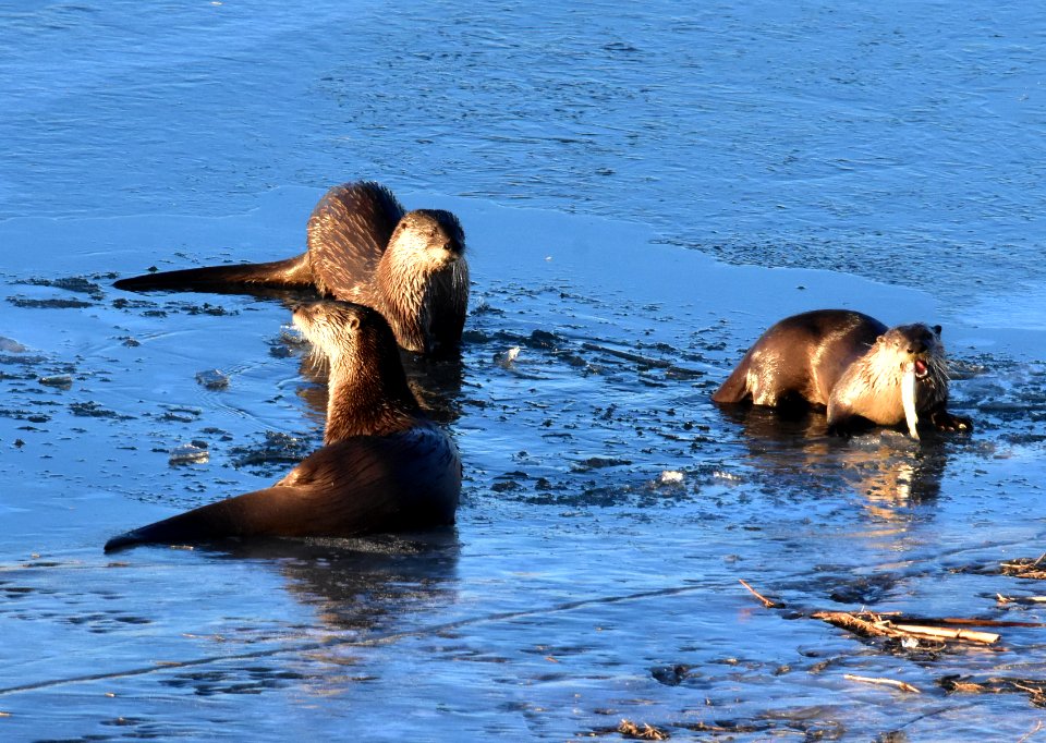 North American river otters at Seedskadee National Wildlife Refuge