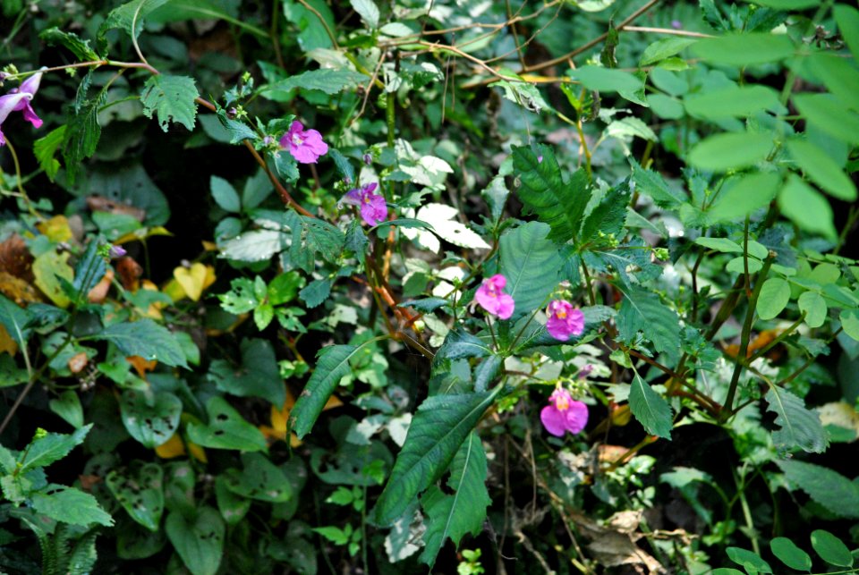Dobee Mountain