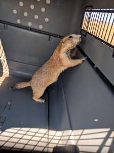 Prairie Dog trapped