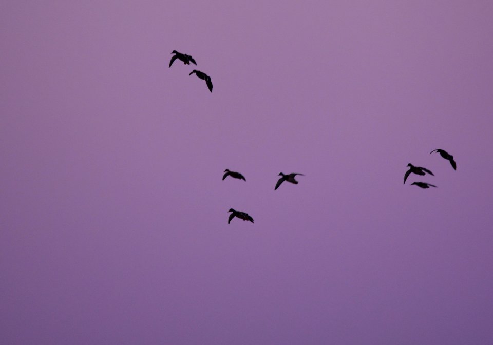 Twilight Mallards