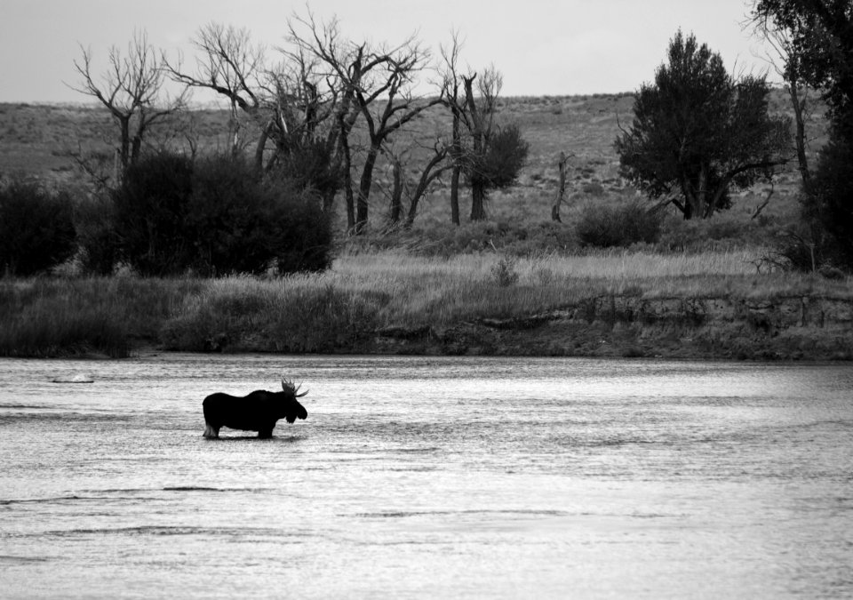 Moose at Seedskadee National Wildlife Refuge