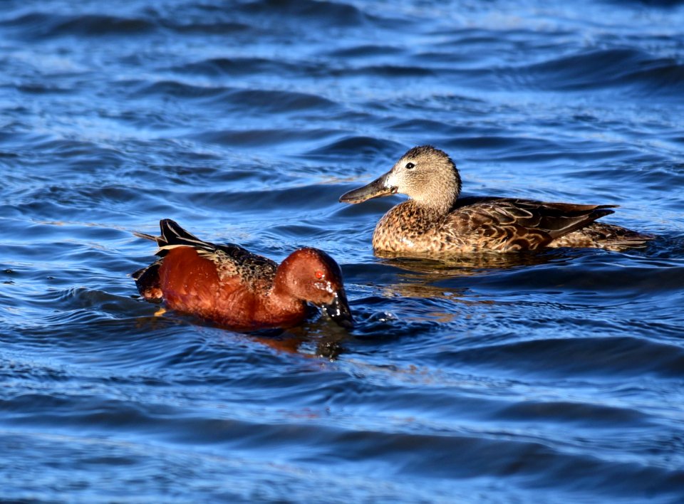 Cinnamon teal at Seedskadee National Wildlife Refuge