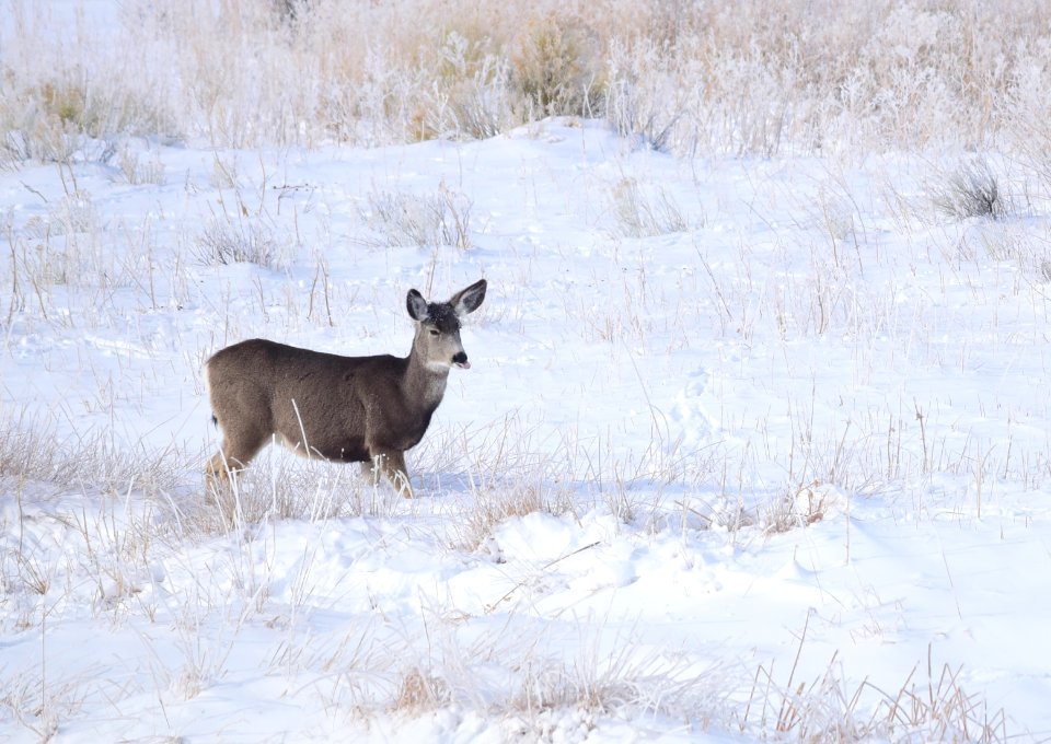 Mule deer at Seedskadee National Wildlife Refuge