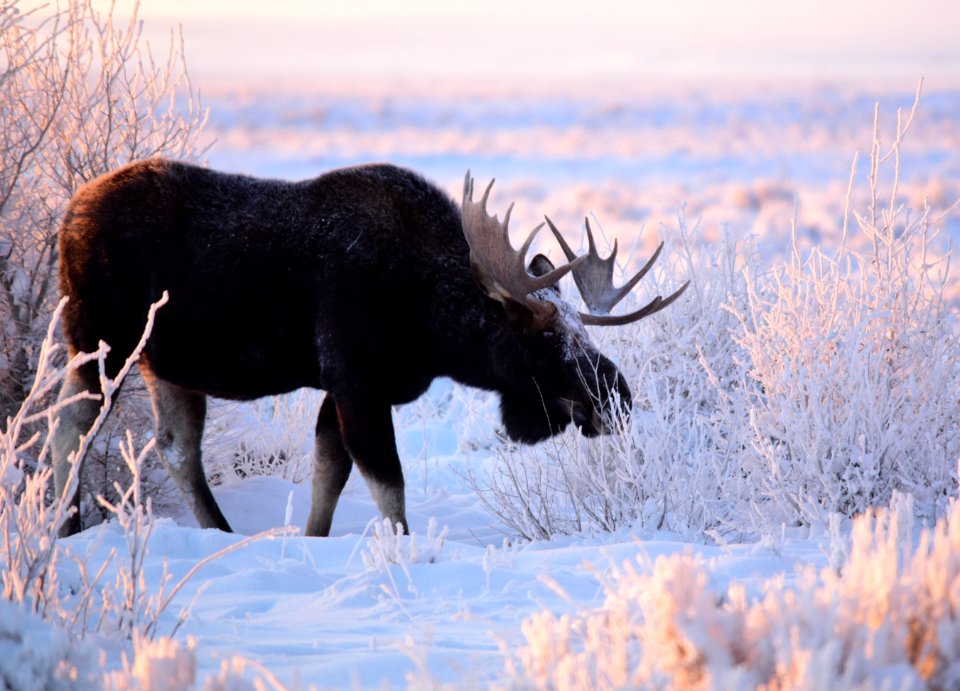 Moose at Seedskadee National Wildlife Refuge