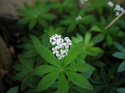 Bloom garden white