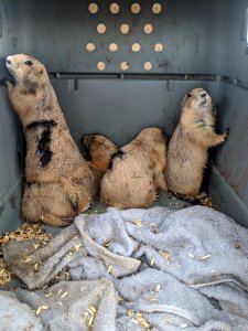 Prairie Dog Coterie