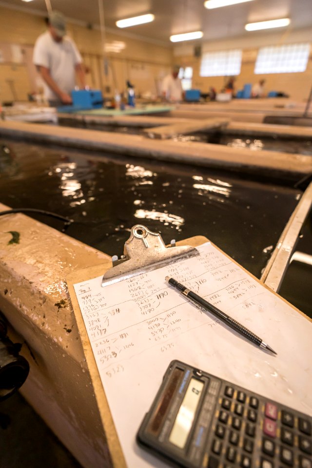 Hatchery Math - Tagging Paddlefish