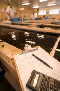 Hatchery Math - Tagging Paddlefish photo