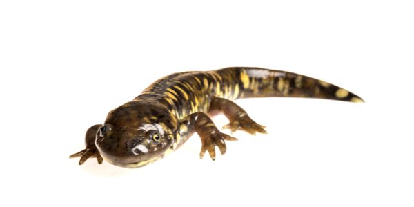 Eastern Tiger Salamander photo