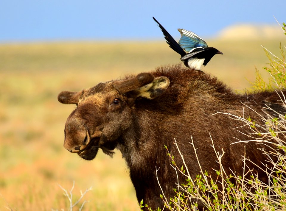 Moose at Seedskadee National Wildlife Refuge