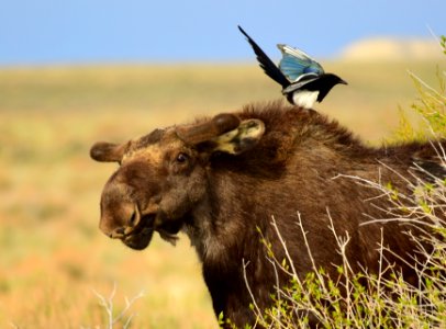 Moose at Seedskadee National Wildlife Refuge