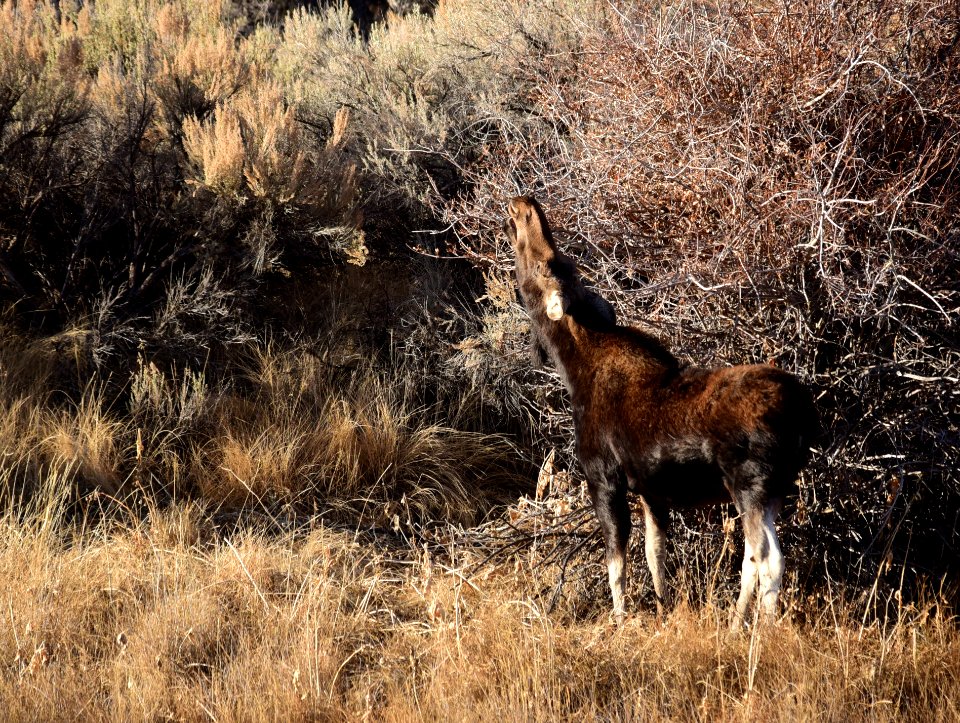 Moose at Seedskadee National Wildlife Refuge