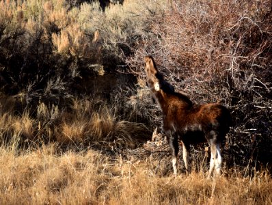 Moose at Seedskadee National Wildlife Refuge