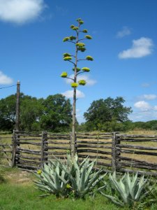 Century Plant