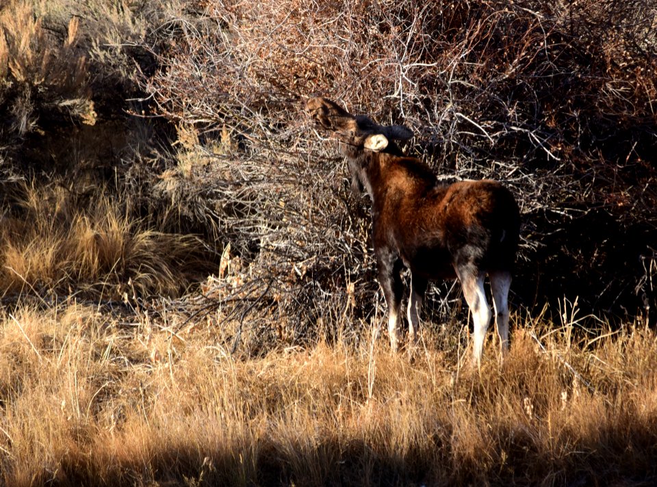 Moose at Seedskadee National Wildlife Refuge