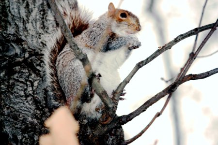 Squirrel, the Central Park photo