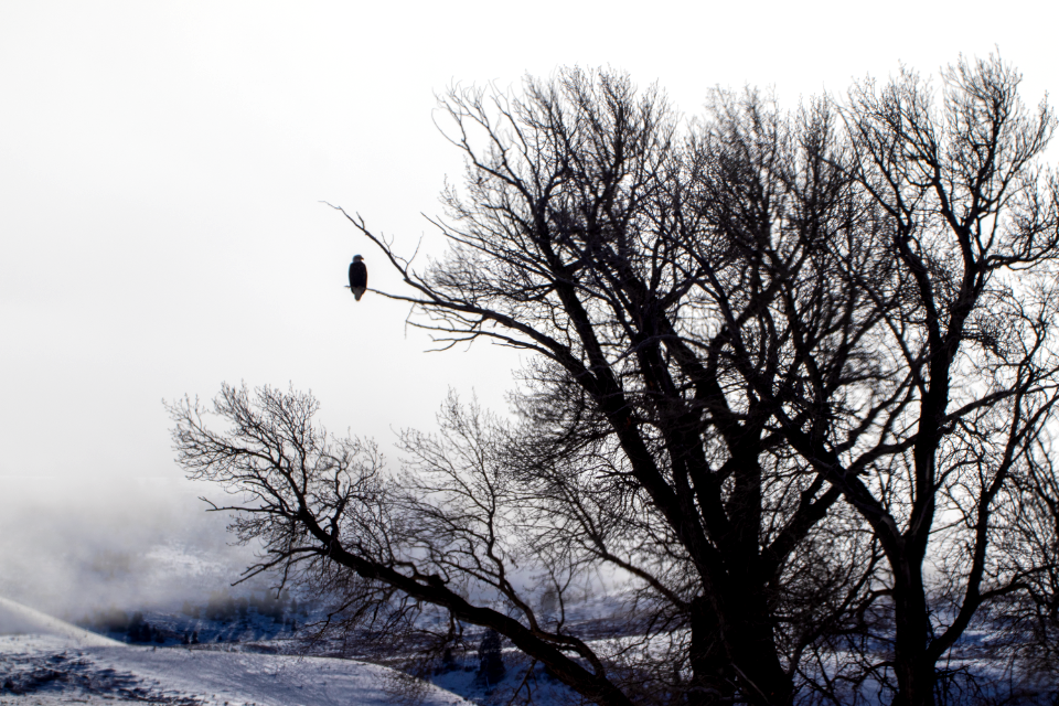 Eagle in a Tree