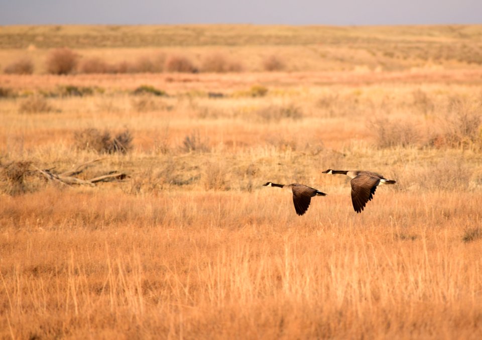 Canada geese on Seedskadee National Wildlife Refuge