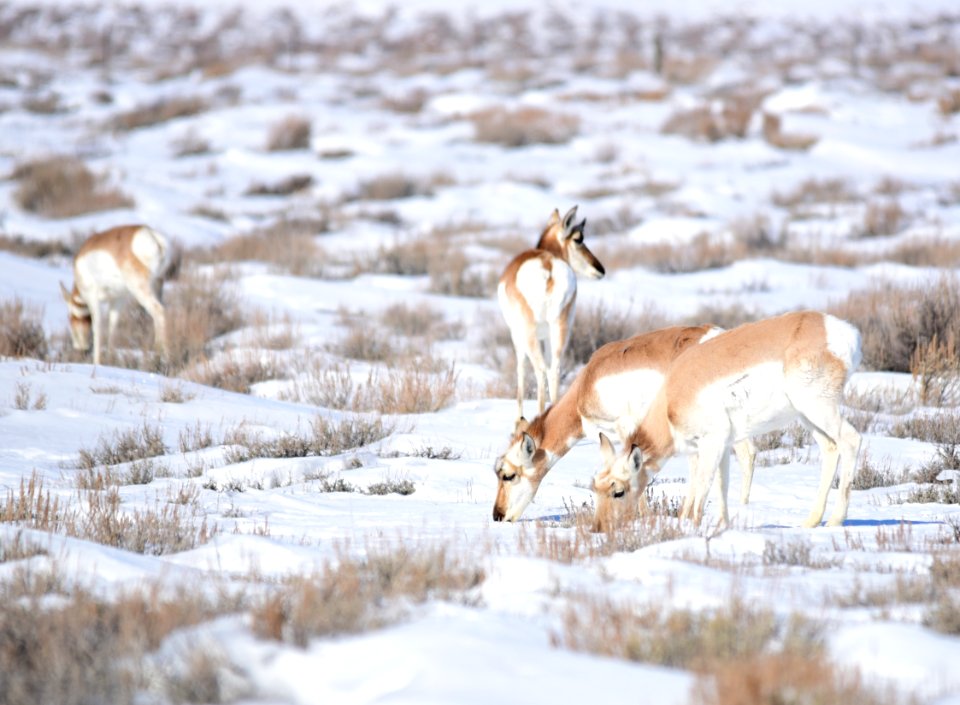 Pronghorn at Seedskadee National Wildlife Refuge