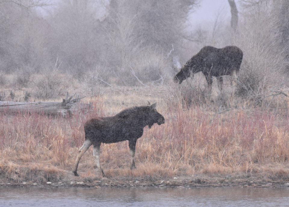 Moose at Seedskadee National Wildlife Refuge