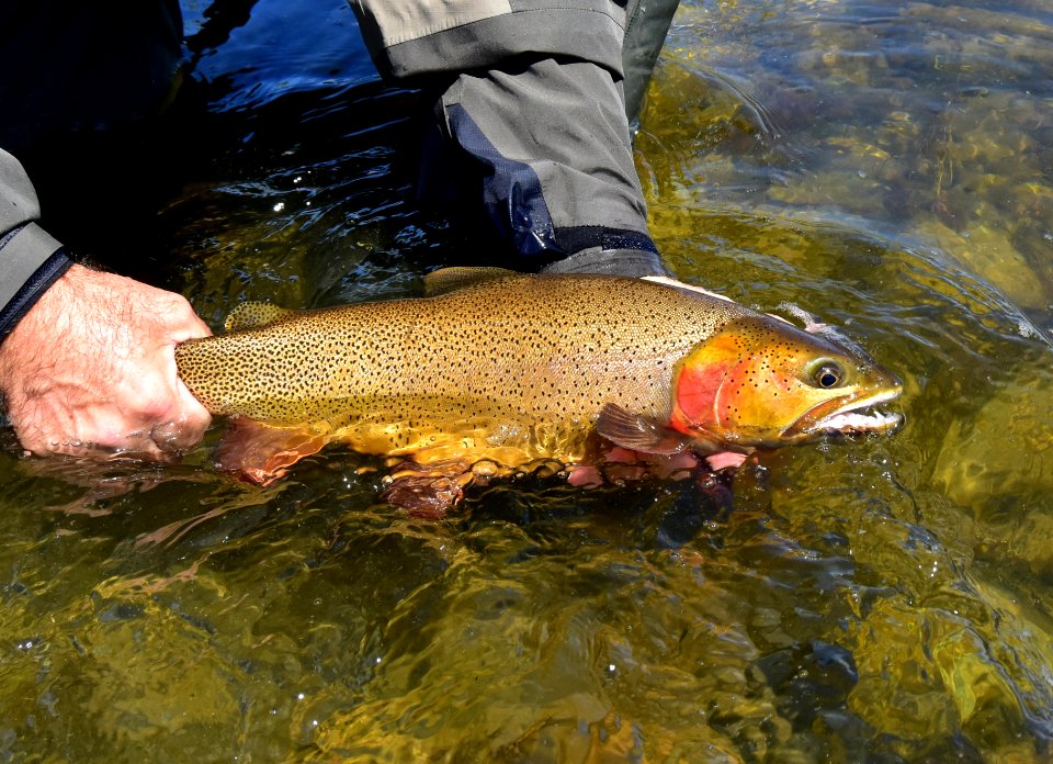 Cutthroat Trout photo