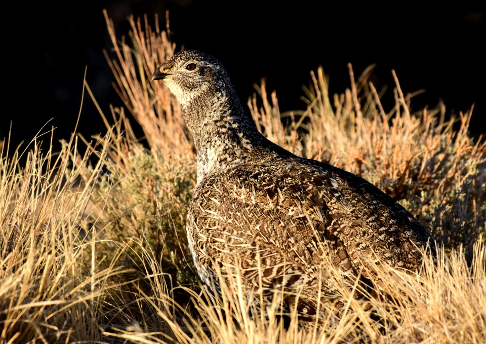 Greater sage-grouse at Seedskadee National Wildlife Refuge