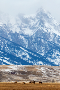 The Tetons Never Quit