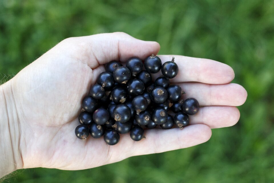 Handful black currant healthy