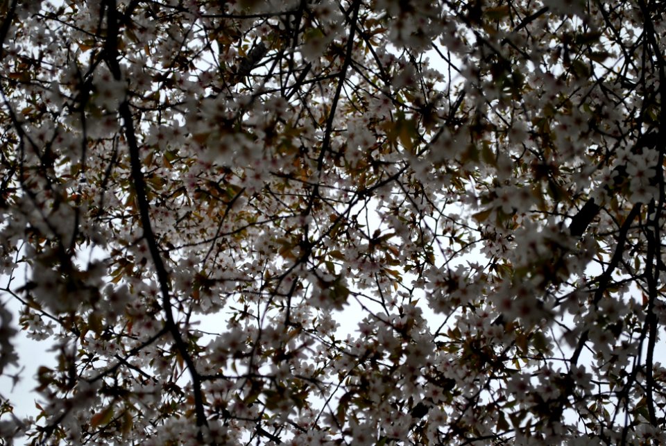 Yeouido Park Spring 2016