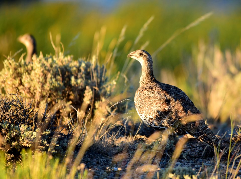 Greater sage-grouse at Seedskadee National Wildlife Refuge
