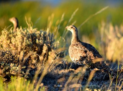 Greater sage-grouse at Seedskadee National Wildlife Refuge