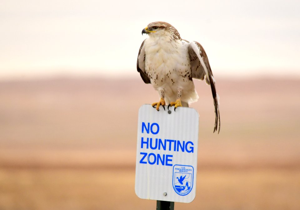 Ferruginous hawk at LaCreek National Wildlife Refuge