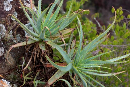 Aloes
