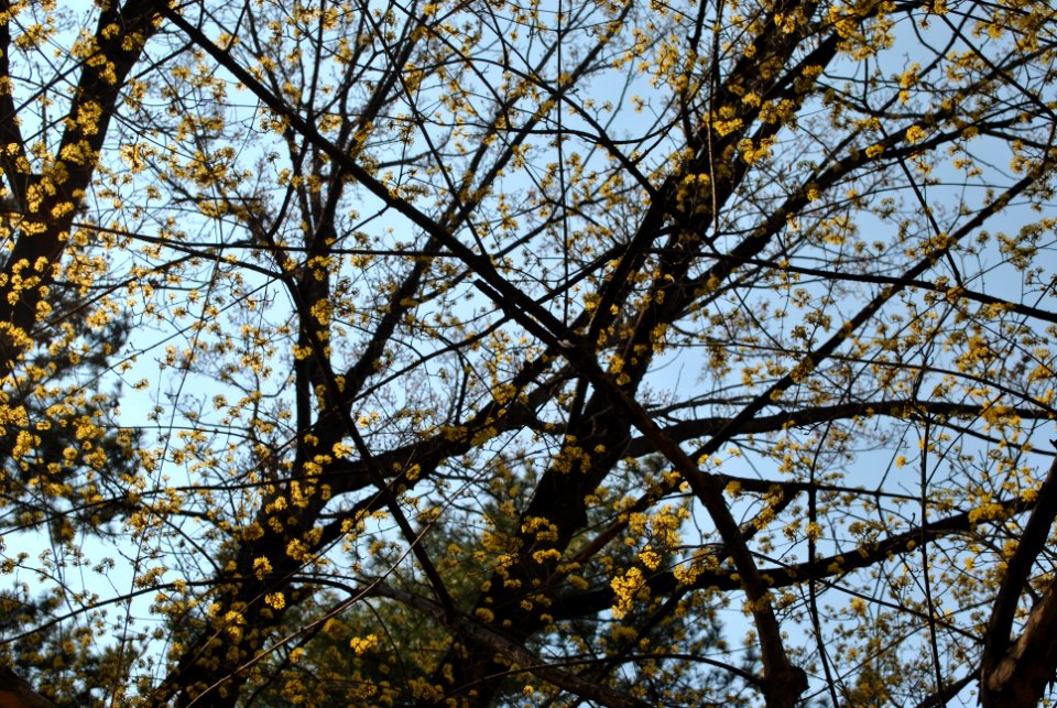 Yeouido Flower Festival