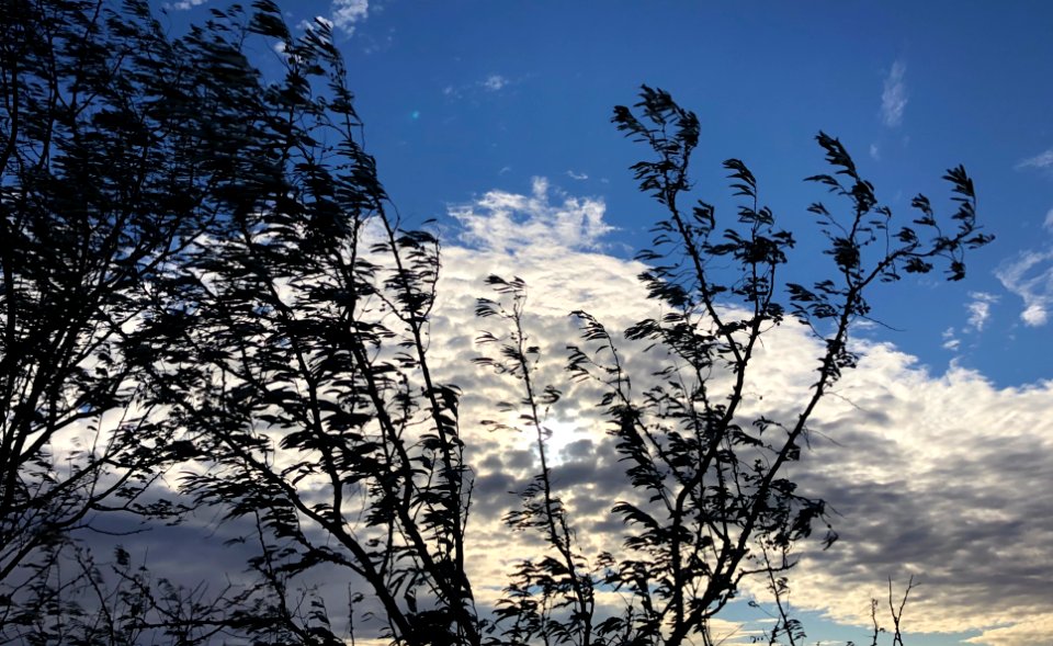 Under the Coming Sky