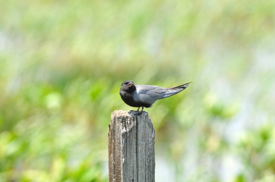 Black Tern, Scott Somershoe