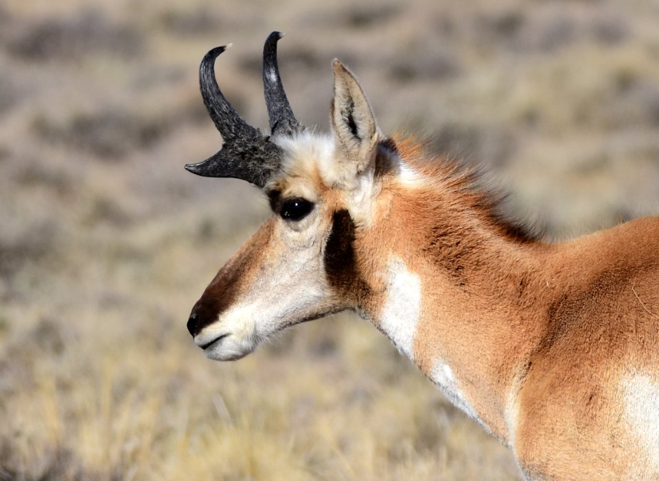 Pronghorn at Seedskadee National Wildlife Refuge