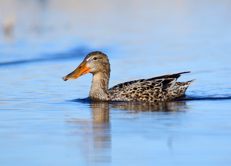 Northern shoveler on Seedskadee National Wildlife Refuge
