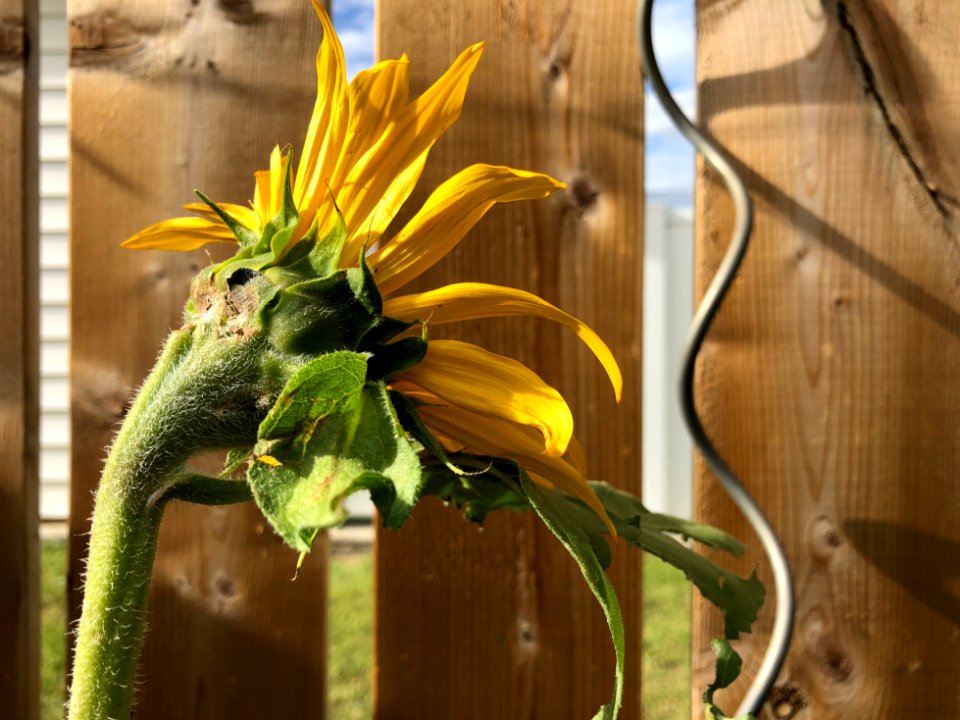Sunflower Plots an Escape